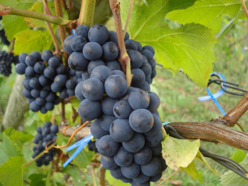 Wine Grapes jigsaw puzzle in Fruits & Veggies puzzles on TheJigsawPuzzles.com